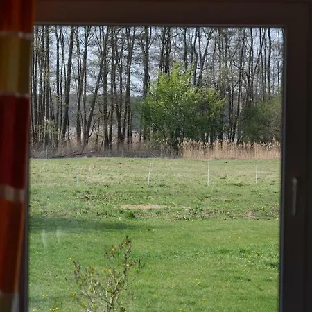 Sonnenblume Himmelpfort *